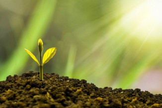 Adubação orgânica controlada é alternativa para fertilizantes químicos