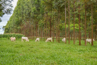 Linhas de crédito do Plano Safra auxiliam no fomento da sustentabilidade agrícola brasileira