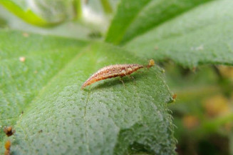 Uso de bioinsumos se contrapõe à maciça liberação de agrotóxicos