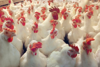 Junho termina com perspectiva de reação de preços do frango no Brasil