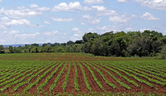 Plantio da soja em MS segue proibido até o dia 15 de setembro