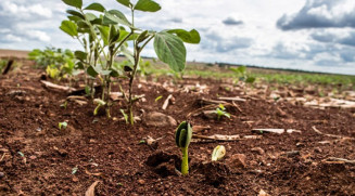 Vazio sanitário da soja segue até 16 de setembro em todo o Mato Grosso do Sul