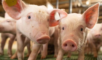 Suinocultura pede socorro ao governo em razão da queda nas exportações e alta no preço do milho