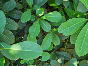 Pesquisas mostram potencial da erva-mate além do chimarrão