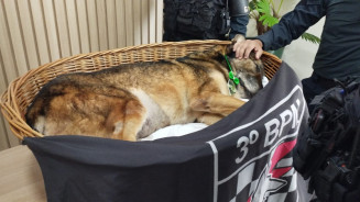 Morre Milan, o cão mais velho do canil da PM de Dourados