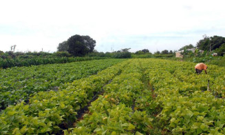 Pequenos produtores em dívida ativa podem quitar débito com desconto de até 95%