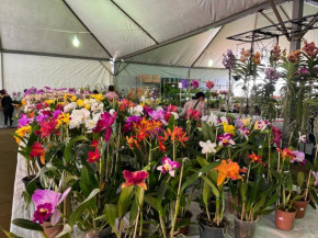 Expoflor vai até domingo na praça Antônio João