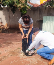 CCZ leva campanha de vacinação antirrábica aos distritos de Dourados