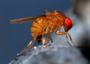 Mapeamento aponta áreas e períodos mais propícios à ocorrência da drosófila-da-asa-manchada no Brasil