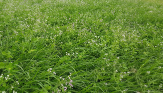 Congresso abordará o uso de forrageiras para melhoria de sistemas produtivos de grãos