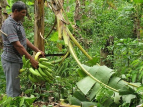 Projeto visa melhorar a qualidade da produção de banana comprida