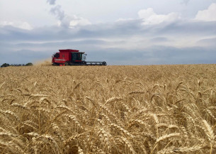 Adoção de boas práticas pode aumentar a produção de trigo em 1,5 milhão de toneladas no Brasil