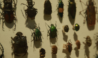 Biodiversidade de insetos no Brasil está em queda