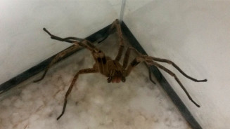 Estudo aponta que aranhas ocupam terceiro lugar no número de acidentes com animais peçonhentos
