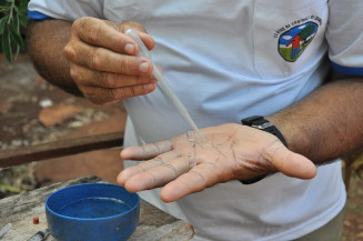 Dourados já registra quase 900 casos de dengue