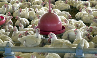 Brasil lidera ranking mundial de exportação de carne de frango