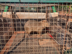 Polícia Militar Ambiental de Dourados captura capivara que corria risco de atropelamento