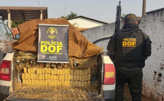 DOF apreende quase 350 quilos de droga em meio a carga de abacaxi
