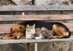 Ministério do Meio Ambiente retoma pesquisa sobre políticas públicas de proteção a cães e gatos