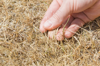 Garantia-Safra completa ciclo de pagamento a agricultores que tiveram perdas na safra 2020/2021