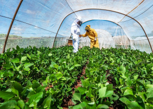 Trabalho vai definir protocolo para favorecer convivência entre abelhas e soja