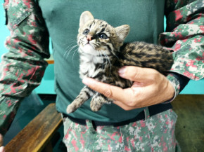 Polícia Militar Ambiental de Dourados recolhe filhote de gato-maracajá que está na lista de espécie em extinção