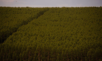 Florestas plantadas no Brasil ocuparam 9,5 milhões de hectares em 2021