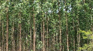 Valor de produção da silvicultura e da extração vegetal cresce 27,1% e chega ao recorde de R$ 30,1 bilhões