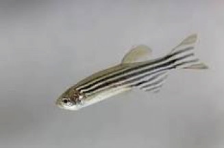 Pesticida encapsulado reduz toxicidade em larvas de peixe-zebra