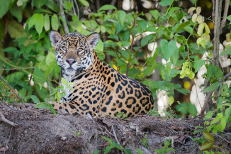 Relatório do WWF aponta crise de biodiversidade global: as onças-pintadas do Pantanal são exemplo deste impacto