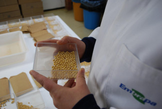 A necessidade de se tomar decisões na agricultura, por Fernando Lamas