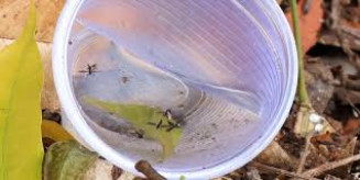 Bebê de 8 meses morre vítima de dengue e MS chega a 20 óbitos