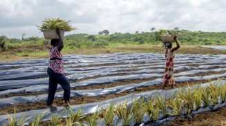 Acúmulo de plásticos em campos agrícolas atinge nível alarmante