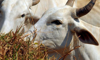 Brasil deve vacinar 161 milhões de bovinos e bubalinos contra aftosa