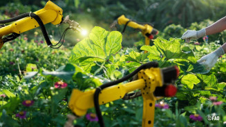 Automação para uma agricultura sustentável é tema de relatório da FAO