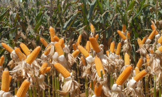 Corrente de comércio do País atinge US$ 510,32 bilhões