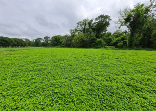 Nova cultivar de amendoim forrageiro apresenta alto teor de proteína