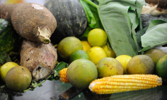 Mata Atlântica produz 50% dos alimentos consumidos no país