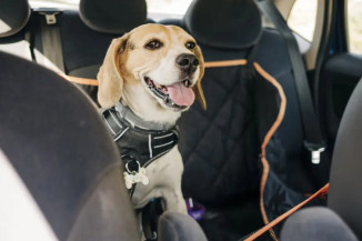 Viaje com segurança e evite multas na hora de transportar animais de estimação 