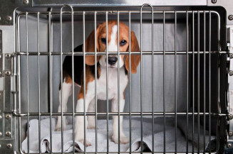 CAE vota projeto que proíbe uso de animais em testes de cosméticos