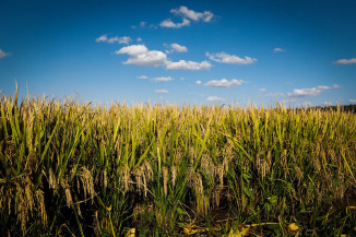 CNA e Federações debatem contratação de crédito rural nos estados