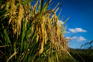 CNA pede suplementação de R$ 200 mi para o seguro rural