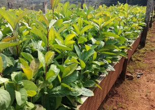 Projeto de pesquisa aplicações da nanobiotecnologia na produção de mudas clonais de erva-mate