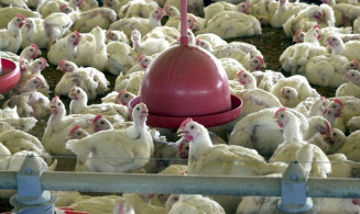 Reforçadas as medidas de prevenção contra a influenza aviária
