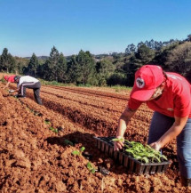 Comissão aprova projeto de incentivo para beneficiar trabalhadora rural familiar com título da reforma agrária