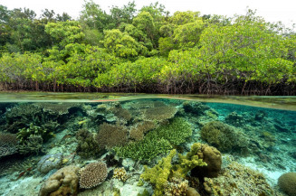 CNI apresenta propostas para enfrentar desafios relacionados à biodiversidade