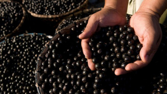 Preços mínimos de produtos extrativos da safra 2023 são atualizados