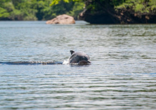 Brasil defende Fundo Global de Biodiversidade e pagamento por serviços ambientais na COP15