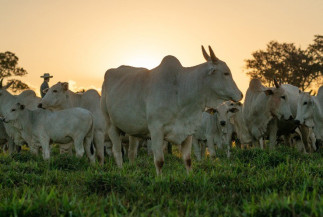 Levantamento da Conab indica queda nos preços médios do boi gordo pelo 4° mês consecutivo