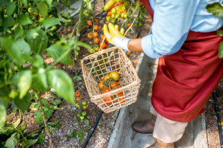 Produtores rurais são beneficiados com mais de R$ 340 bilhões em linhas de crédito